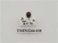 藏品(茄二十八星瓢蟲)的圖片